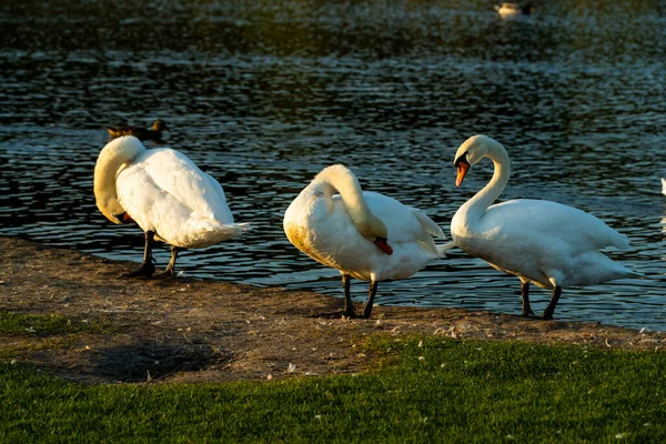 Três Cisnes Nadam Água Uma Família Cisnes Aves Aquáticas — Fotografia de Stock