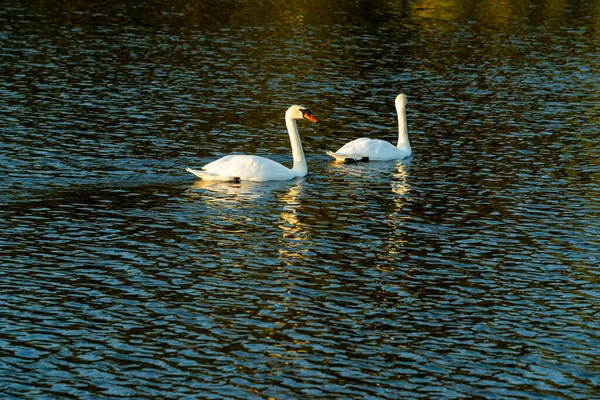 Par Amantes Cisnes Família Pássaros Brancos Nadar Rio — Fotografia de Stock