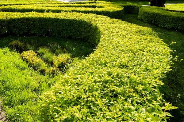 Geometric Design Bush Landscape — Stock Photo, Image