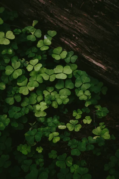 Bosque Verde Patrón Hierba — Foto de Stock