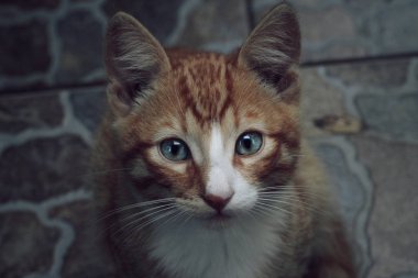 doğada zencefil yavru kedi