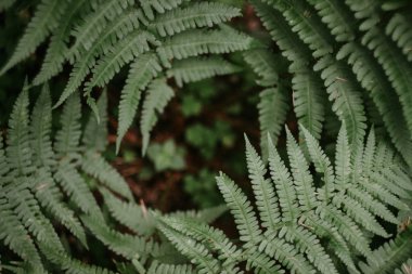 orman yeşil çim desen