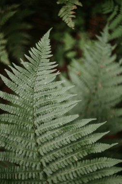 orman yeşil çim desen