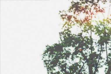 Ağaç yeşil yeşillik arka plan soyut bulanık görüntü