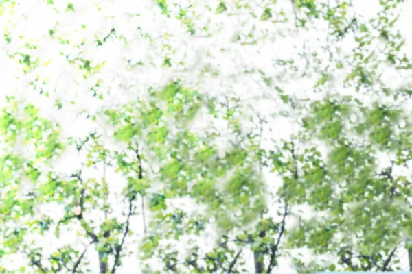 Abstract Blurred Image Tree Green Foliage — стоковое фото