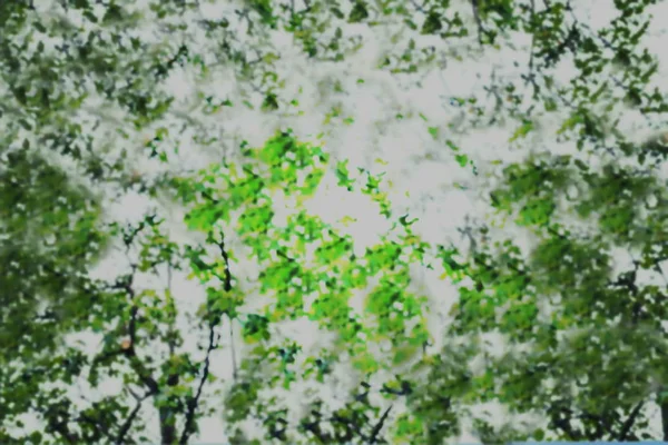 木の緑の葉の背景の抽象的な不鮮明な画像 — ストック写真