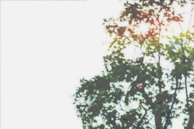 Ağaç yeşil yeşillik arka plan soyut bulanık görüntü