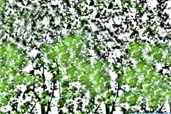 Abstraktní Rozostřený Obraz Pozadí Zelené Listí Stromů — Stock fotografie