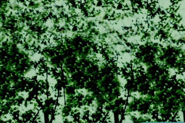 Абстрактный Размытый Фон Зеленой Листвы Дерева — стоковое фото