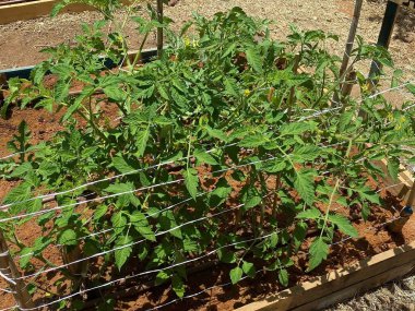 Çalı domateslerinde çiçekler. İlkokul öğrencilerinin tarım ve tarım hakkında bilgi edinebilecekleri ahşap kutularla dolu özel bir sitede domates sarısı çiçek.