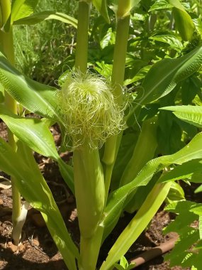 Tarım tarlasında olgunlaşmamış küçük mısır koçanları.