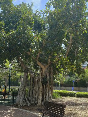 Ficus benghalensis veya Hint banyan özellikle Tel Aviv 'de banyan türünü temsil eder.