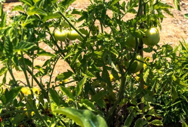 Yaprakların arasında bir dalda olgunlaşmamış domates yetişiyor.