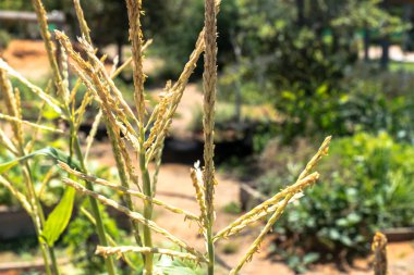 Mısır tarlasında enfeksiyon. Mısırlı çiçek