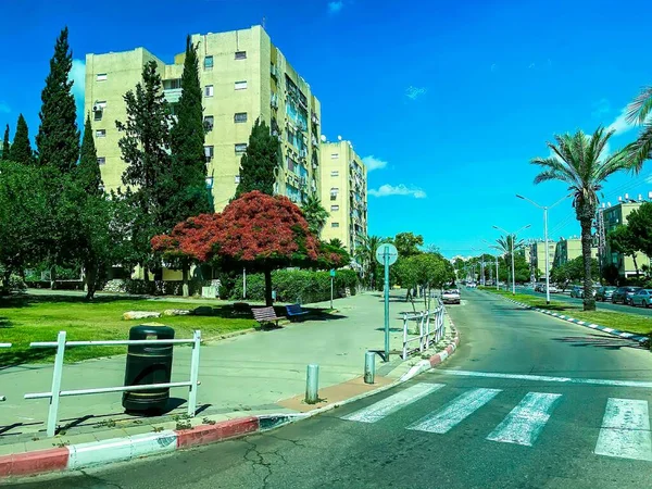 Delonix Regia Flamboyant Rua Bat Yam Israel — Fotografia de Stock