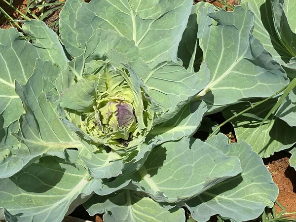 White Cabbage Ovary at school garden where primary school students may learning about agriculture and farming.. Selective focus