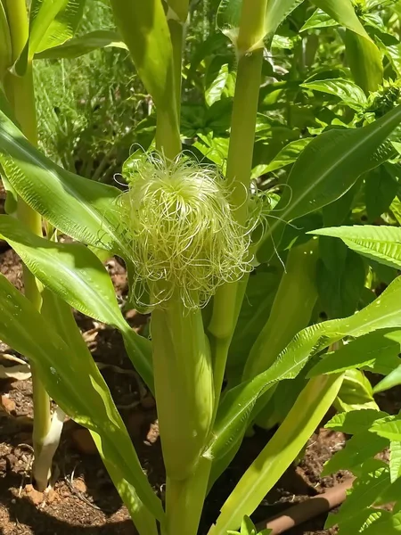 栽培玉米地的玉米和未成熟的幼穗 — 图库照片