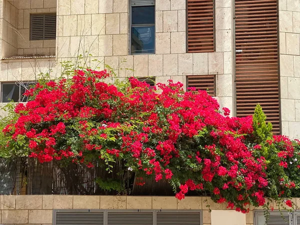 Kırmızı Bougainvillea Tel Aviv Deki Red Bougainvillea Büyük Bir Binanın — Stok fotoğraf