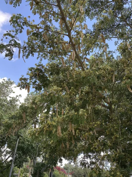 Albizia Lebbeck Frywood Siris Frywood Shak Shak Tree 由干燥的豆荚 褐色和长平的豆荚制成的纹理 — 图库照片