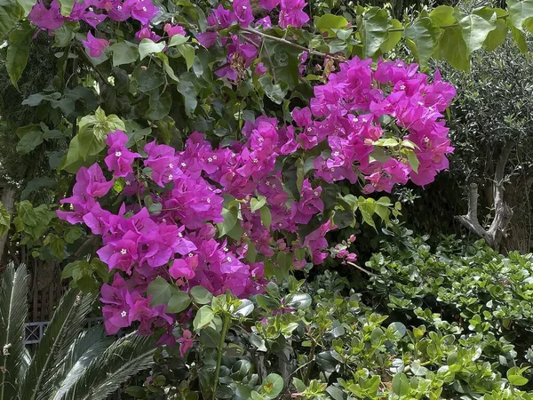 Lila Bougainvillea Baum Lila Bougainvillea Baum Schöne Sommer Hintergrund — Stockfoto