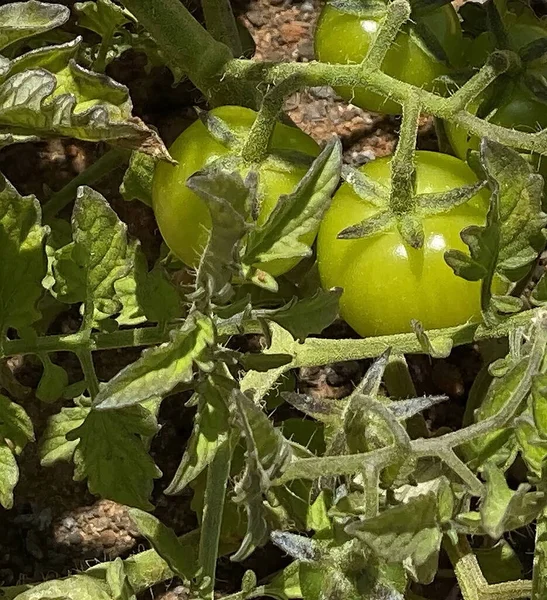 Första Små Gröna Omogna Tomatfrukterna Grenarna Skolans Trädgård Där Lågstadieelever — Stockfoto