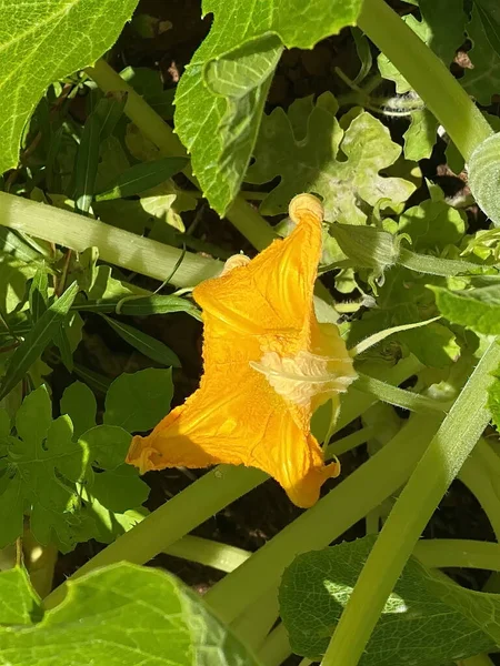 Flowers on zucchini bush at school garden where primary school students may learning about agriculture and farming.