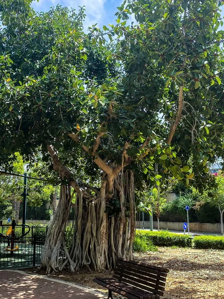 Ficus Benghalensis Indiase Banyan Specifiek Banyan Species Genoemd Tel Aviv — Stockfoto