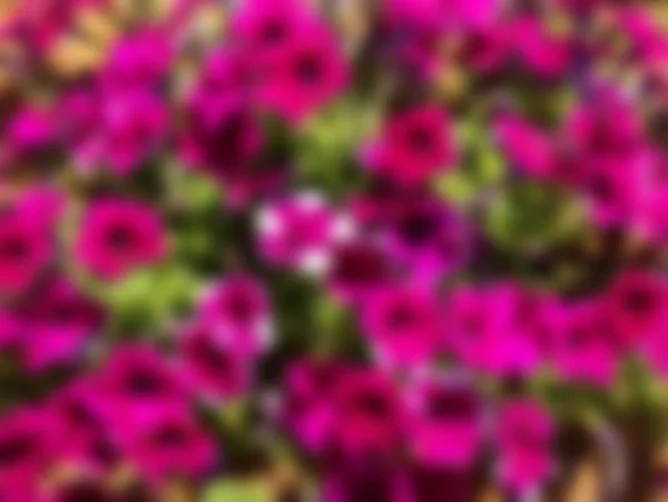 Wazig Zomer Achtergrond Met Paarse Petunia Bloemen — Stockfoto