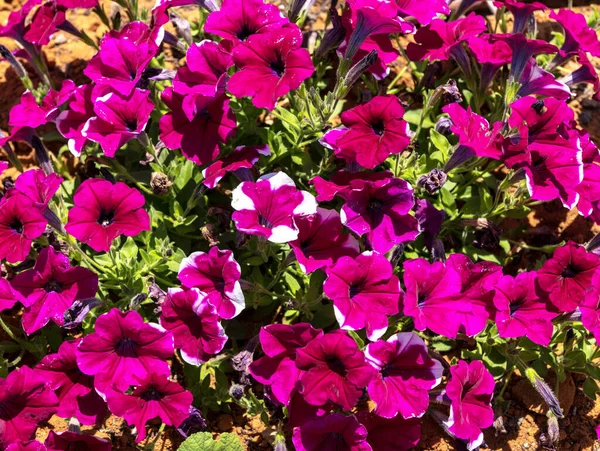 Fleurs Pétunia Violet Dans Jardin Été — Photo