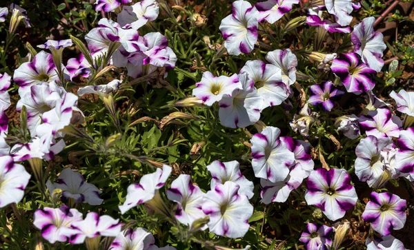 Fiori Petunia Viola Chiaro Giardino Estate — Foto Stock