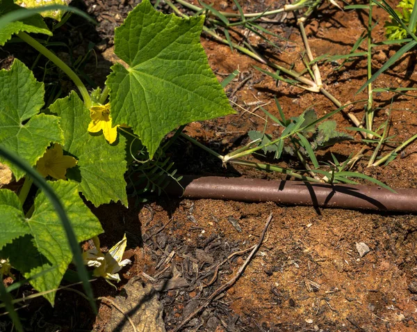 夏の庭のキュウリの黄色の花と葉 — ストック写真