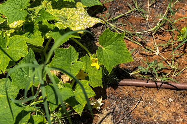 Sarı Çiçek Salatalık Yaprakları Yaz Bahçesinde — Stok fotoğraf