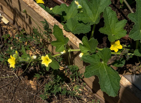 夏天花园里的黄花和黄瓜叶 — 图库照片