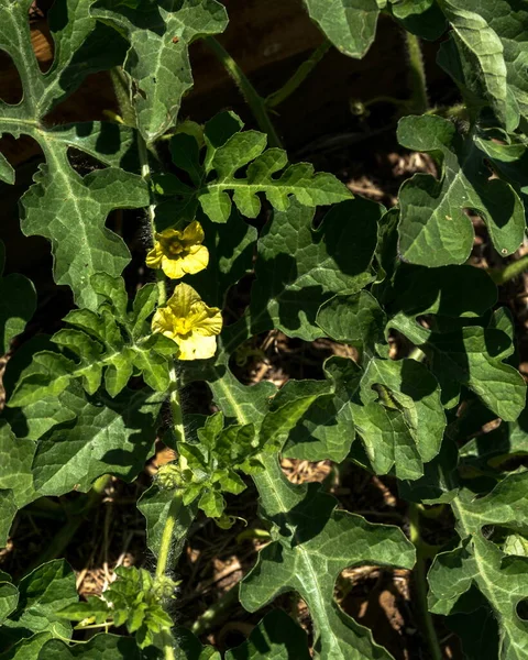 Yellow flowers and green carved leaves of watermelon