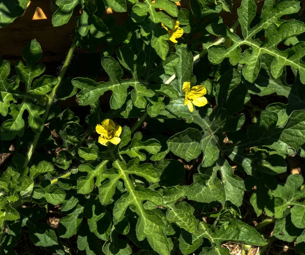 西瓜黄花和绿叶 — 图库照片