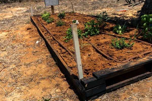 在特殊地点准备种植带有点滴灌溉系统的土床 小学生可以在那里学习农业和耕作 — 图库照片
