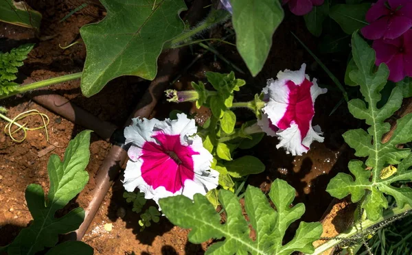 Fleurs Pétunia Violet Clair Dans Jardin Été — Photo