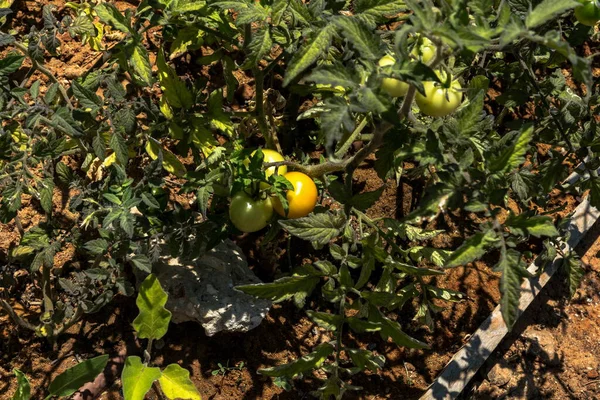 Yaprakların Arasında Bir Dalda Olgunlaşmamış Domates Yetişiyor — Stok fotoğraf