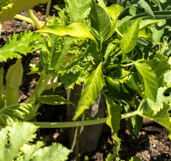 Green Pepper Growing Garden Annual Herbaceous Plant — Stock Photo, Image