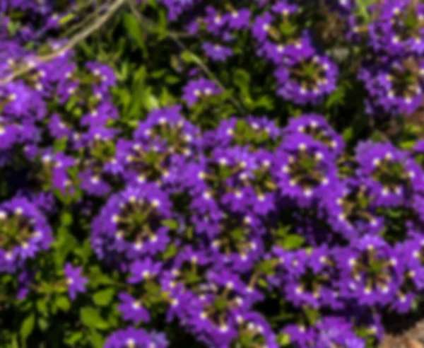 Scaevola Aemula Aussie Crawl Fan Flower Blurred Background — стокове фото