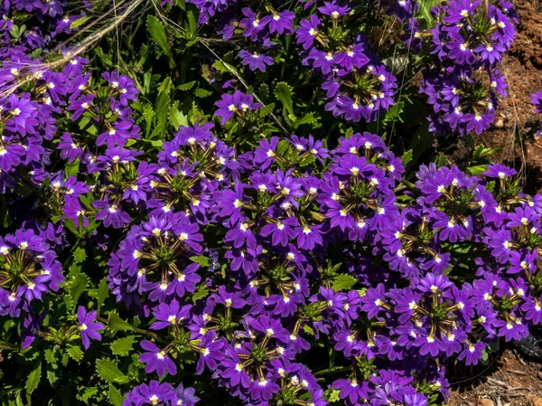 Scaevola Aemula Aussie Crawl Fan Flower Robusto Tumulo Formando Copertura — Foto Stock