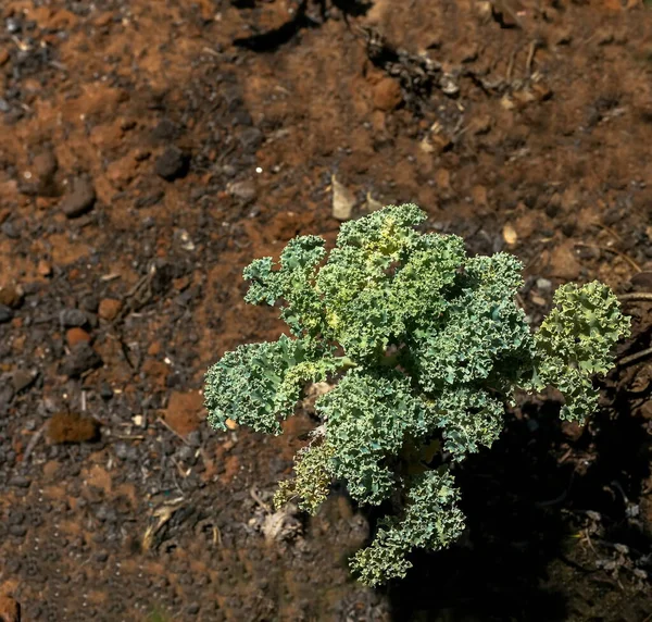 Green curly kale plant in a vegetable garden, Green kale leaves, one of the super foods, beneficial for health lovers. High in antioxidants