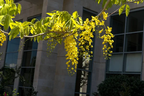 Gyllene Dusch Blommor Cassia Fistulosa Träd Byggnad Bakgrund Staden — Stockfoto