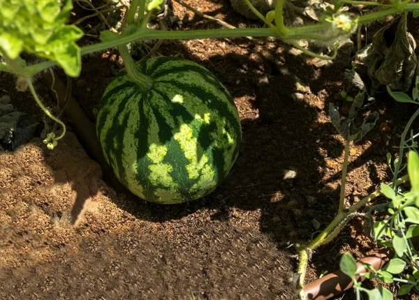 Fábrica Melancia Jovem Não Madura Uma Horta — Fotografia de Stock