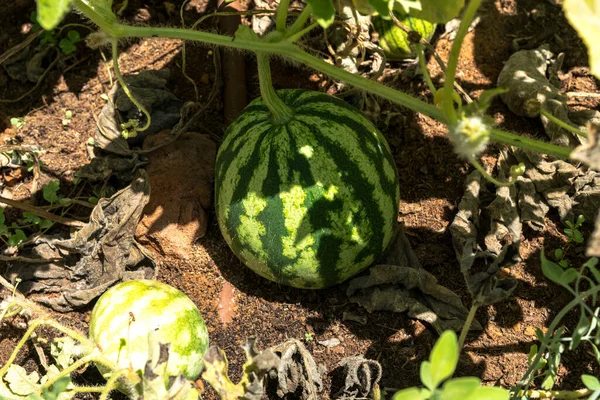 Omogna Unga Vattenmelonväxter Grönsaksträdgård — Stockfoto