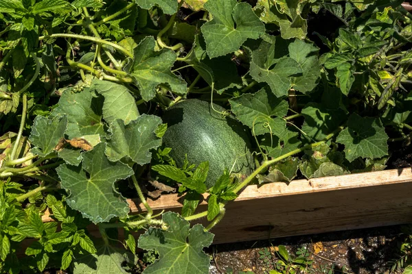 Stor Grön Pumpa Växer Trädgården — Stockfoto