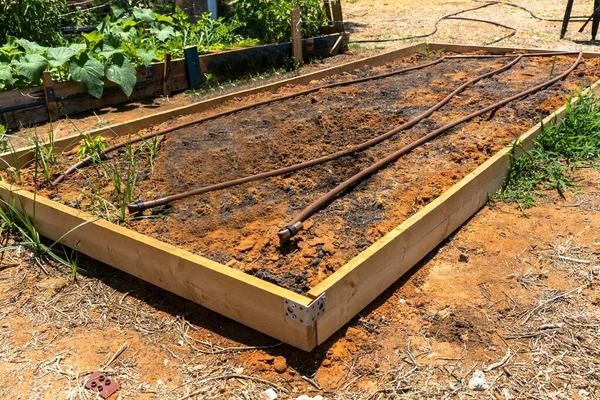 小中学生が農業や農業について学ぶことができる特別な場所にスポットドリップ灌漑システムを植えるための土のベッド — ストック写真