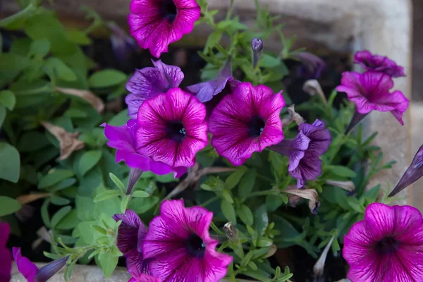 Fleurs Pétunia Violet Dans Jardin Été — Photo