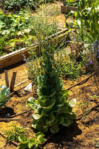 Zöld Saláta Virág Kertben Gyűjtésére Vetőmag Mezőgazdasági Ipar Szabadtéri Napfény Jogdíjmentes Stock Fotók