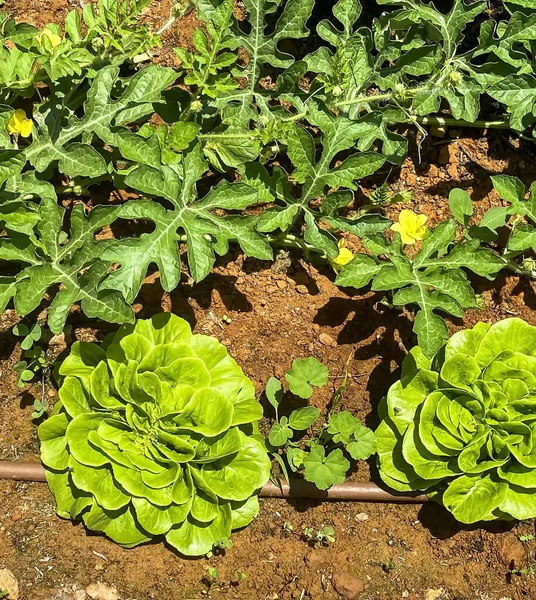 床上或田里的生菜新鲜蔬菜沙拉 — 图库照片